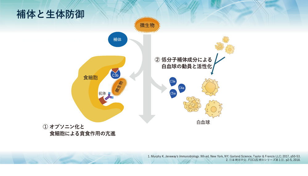 補体Bリーフレット