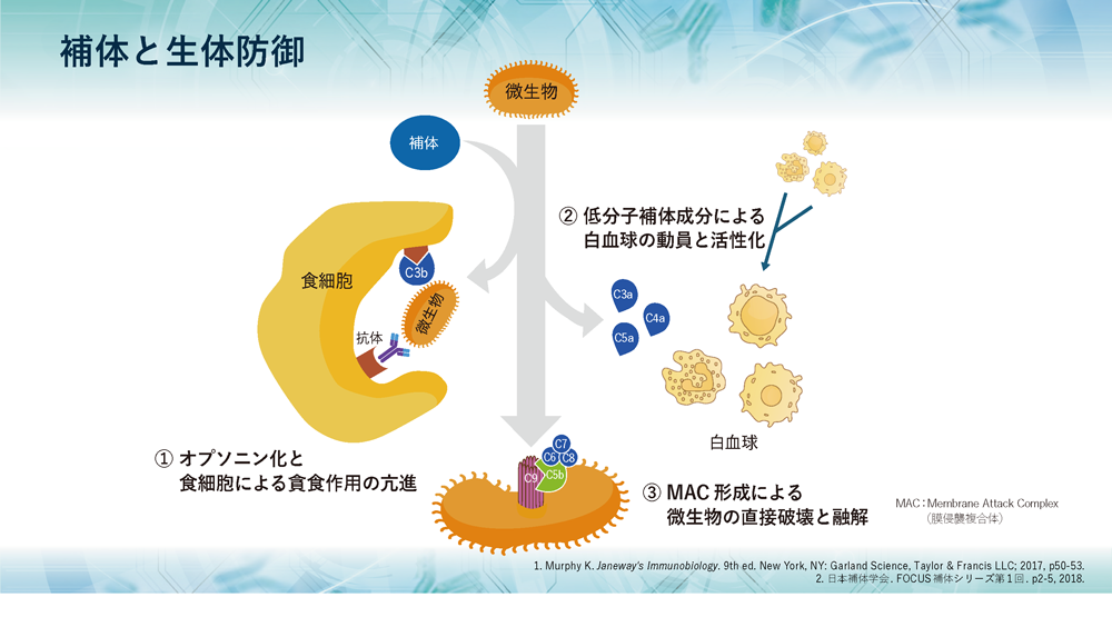 ⽣体防御における補体の役割とMGでの関与|MG FORUM ⽣体防御における補体の役割とMGでの関与|MG FORUM