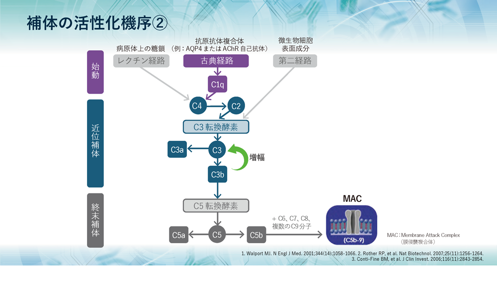 ⽣体防御における補体の役割とMGでの関与|MG FORUM ⽣体防御における補体の役割とMGでの関与|MG FORUM